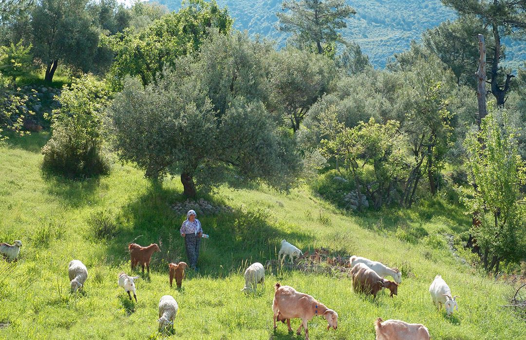 Villa_Yaz_Evi_Islamlar_Turkey (1)