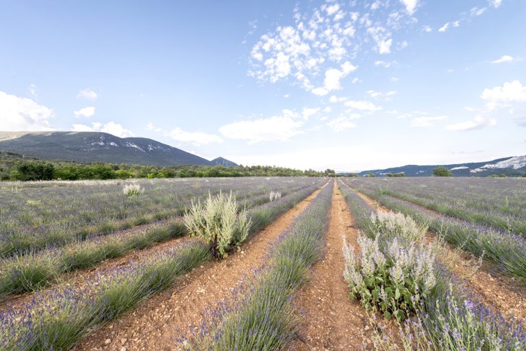 Villa_Le_Mas_D_Isabelle_Provence_France