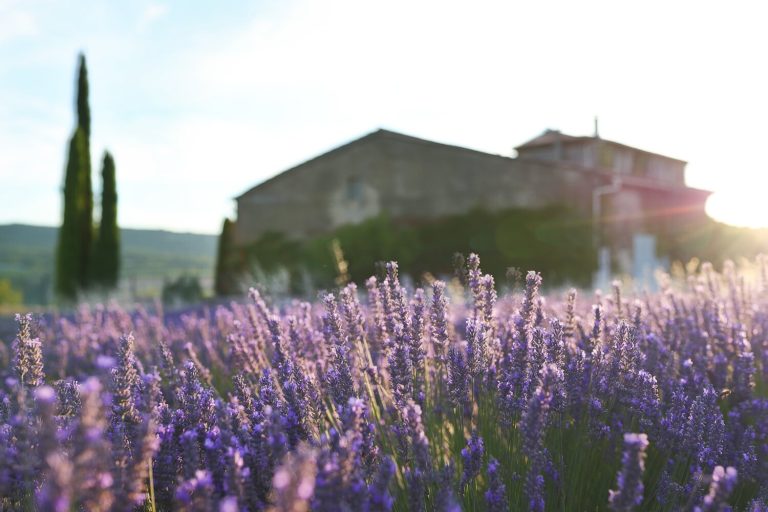 Villa_Mas_Saint_Martin_Provence_France9cc