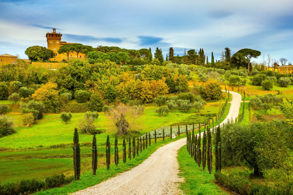 Winding,Dirt,Road,Rises,To,The,Farm.,Olive,Trees,On